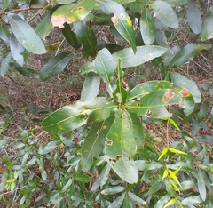 Macrodiplosis qoruca