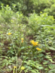 Ranunculus petiolaris