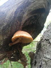 Tricholomopsis decora