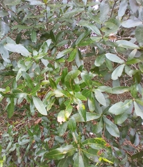 Macrodiplosis qoruca