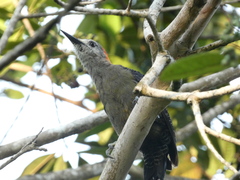 Melanerpes radiolatus