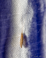 Oecetis