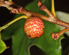 Kokkocynips imbricariae