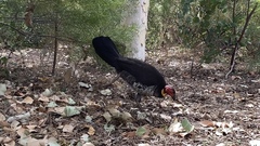 Alectura lathami lathami