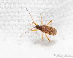 Ozophora picturata