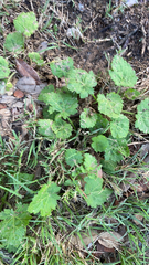 Modiola caroliniana