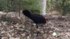 Alectura lathami lathami