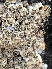 Semibalanus balanoides