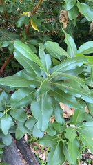 Arbutus menziesii
