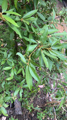 Chrysolepis chrysophylla