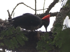 Dryocopus lineatus