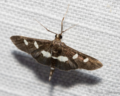 Desmia funeralis
