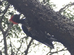 Dryocopus lineatus