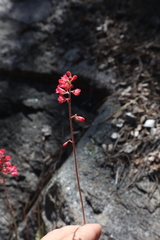 Heuchera sanguinea