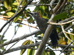 Melanerpes radiolatus