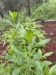 Baccharis heterophylla