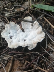 Phellodon niger