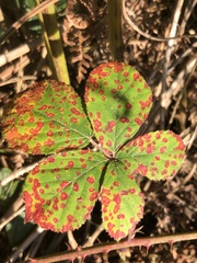 Phragmidium violaceum