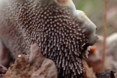 Hydnellum concrescens