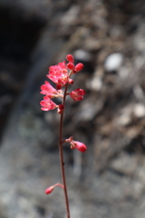Heuchera sanguinea