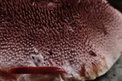 Hydnellum concrescens