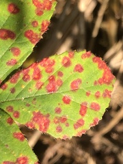 Phragmidium violaceum