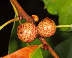 Kokkocynips imbricariae