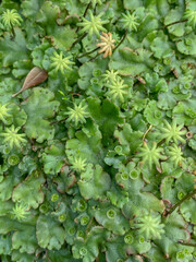 Marchantia polymorpha ruderalis