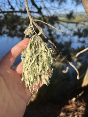 Ramalina subleptocarpha