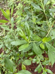 Baccharis heterophylla