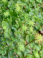 Marchantia polymorpha ruderalis