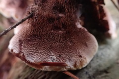 Hydnellum concrescens