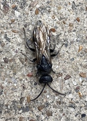 Tiphiinae