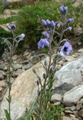 Veronica gentianoides