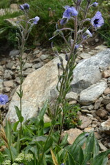 Veronica gentianoides