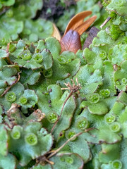 Marchantia polymorpha ruderalis