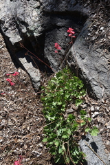 Heuchera sanguinea