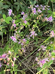 Lespedeza procumbens