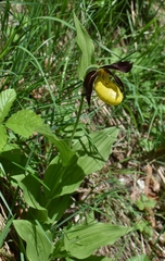 Cypripedium calceolus