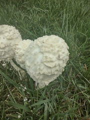 Saproamanita thiersii