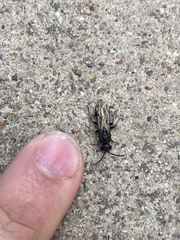 Tiphiinae