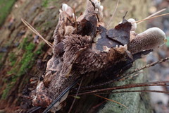 Hydnellum concrescens