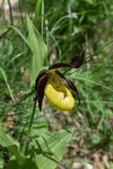 Cypripedium calceolus