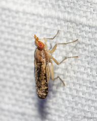 Trypetoptera canadensis