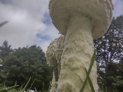 Saproamanita thiersii