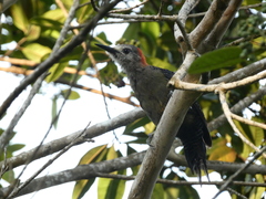 Melanerpes radiolatus