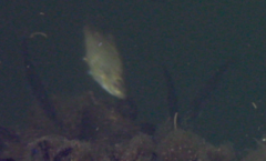 Cymatogaster aggregata