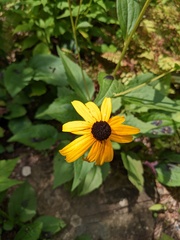 Rudbeckia fulgida