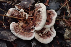 Hydnellum concrescens