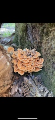 Laetiporus conifericola